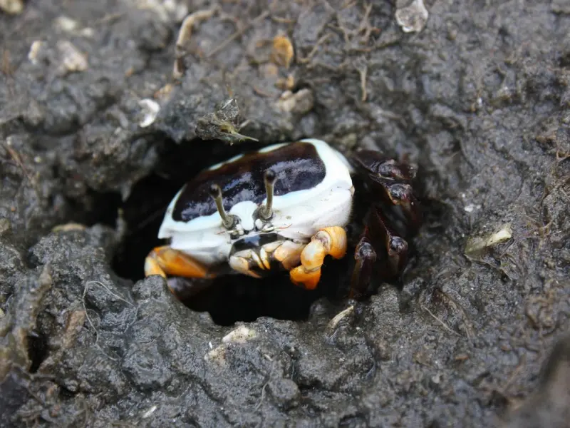 挽回死心的男友之挽回巨蟹男哪招最管用