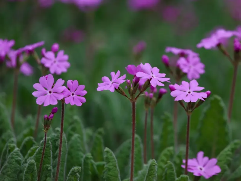 挽回死心的男友之挽回双鱼男哪招最管用