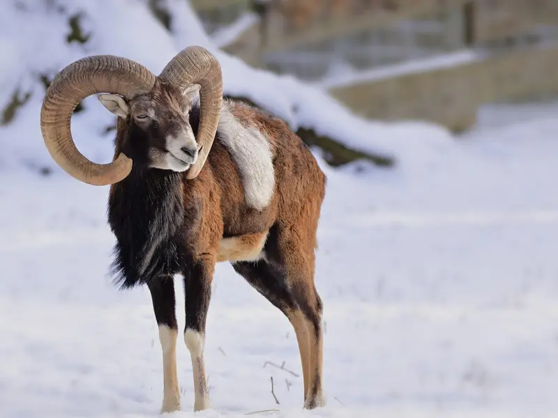 白羊座的人内心真实是怎样的？你真的了解白羊座吗？