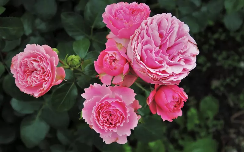 怎样才算是真的爱了