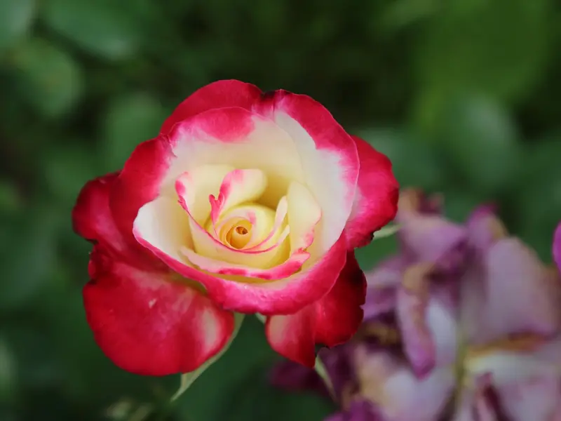 男人无法拒绝的，其实是这样的女人