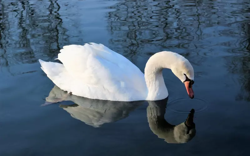 ?你是几月生？看看你是什么花！