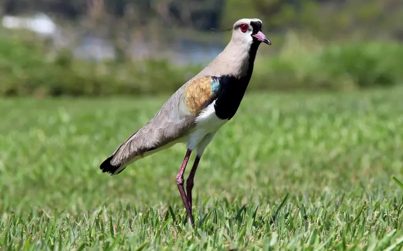 在情感中占有欲强的女生，想要挽回对方要怎样做？