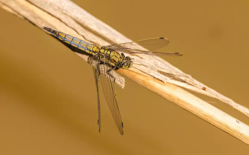 为挽回女友发不雅照，碰到这种渣男怎么办