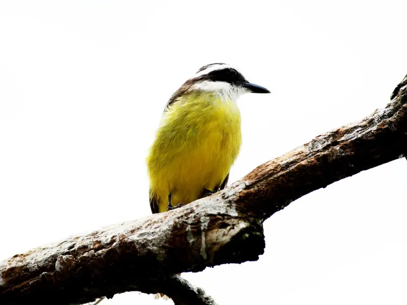 我失恋了该怎么办