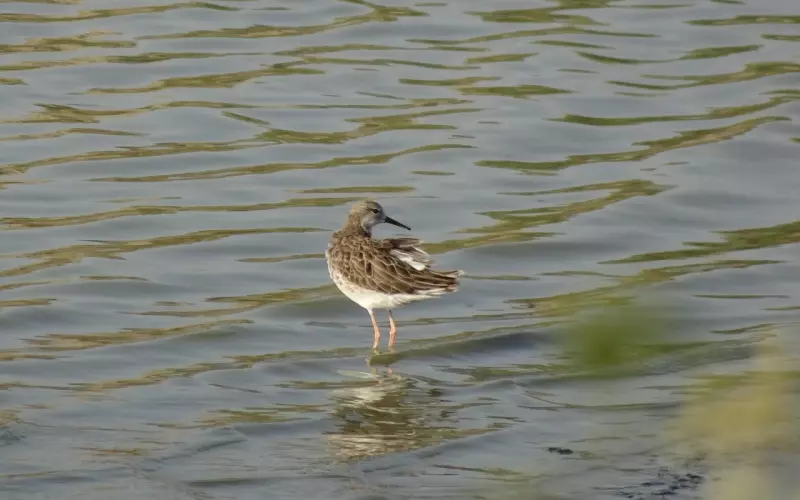 失恋了怎么办怎么挽回(失恋了怎么办如何挽回)