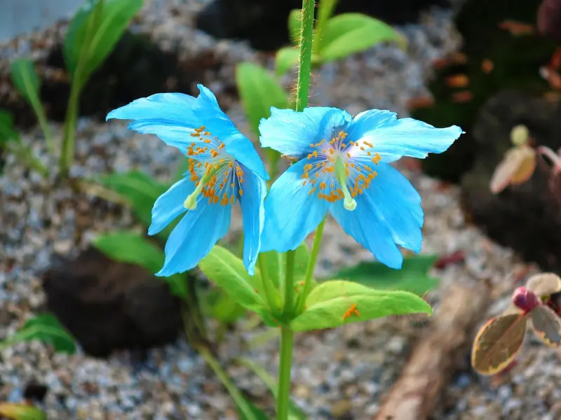 闺蜜失恋了怎么办？我该怎么帮她摆脱失恋的痛苦？