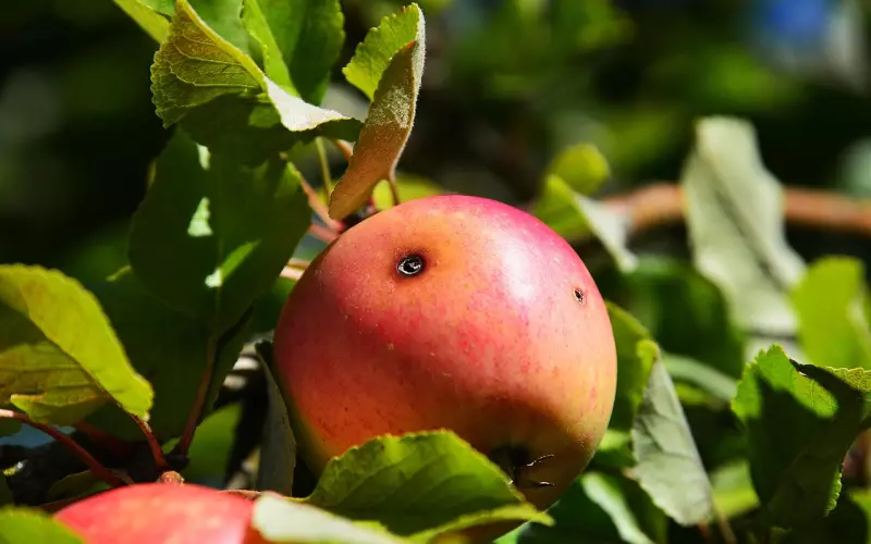 男朋友有身体缺陷 总被亲戚说三道四怎么办