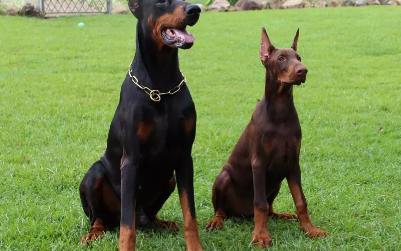 男朋友太花心了该怎么办