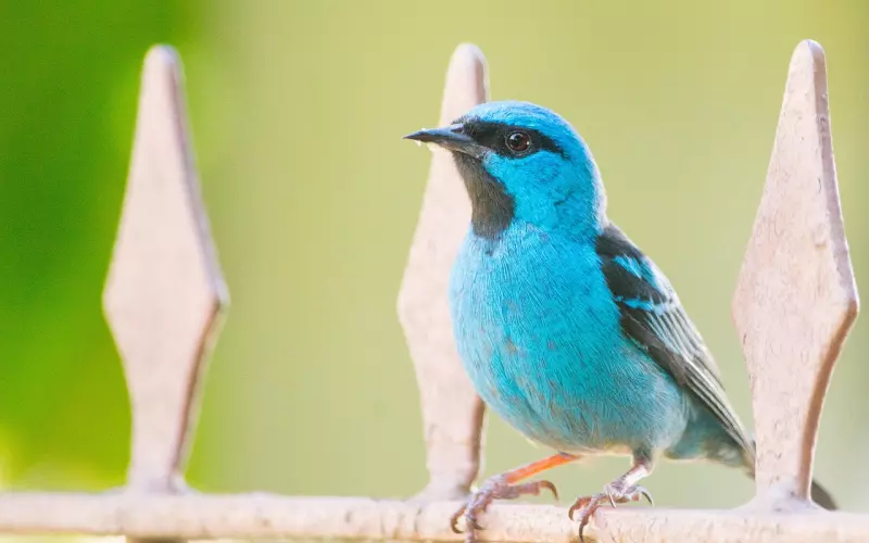 男朋友出轨了我该怎么办