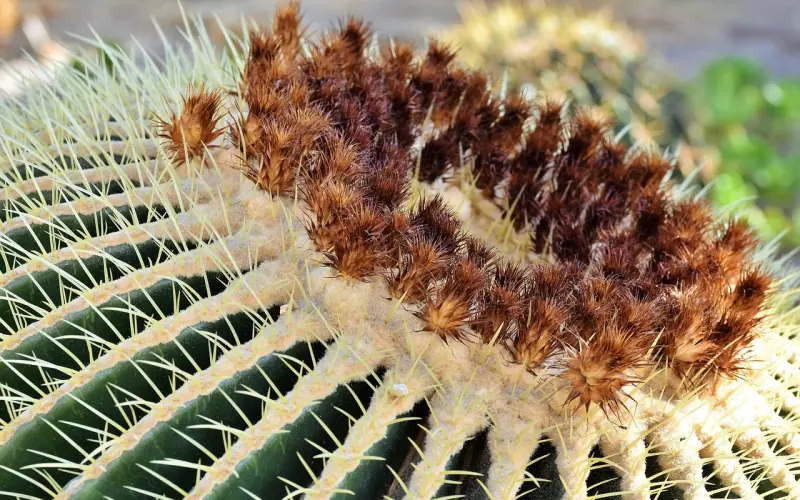 婆婆太偏心怎么办？情感咨询师教你与婆婆和平相处