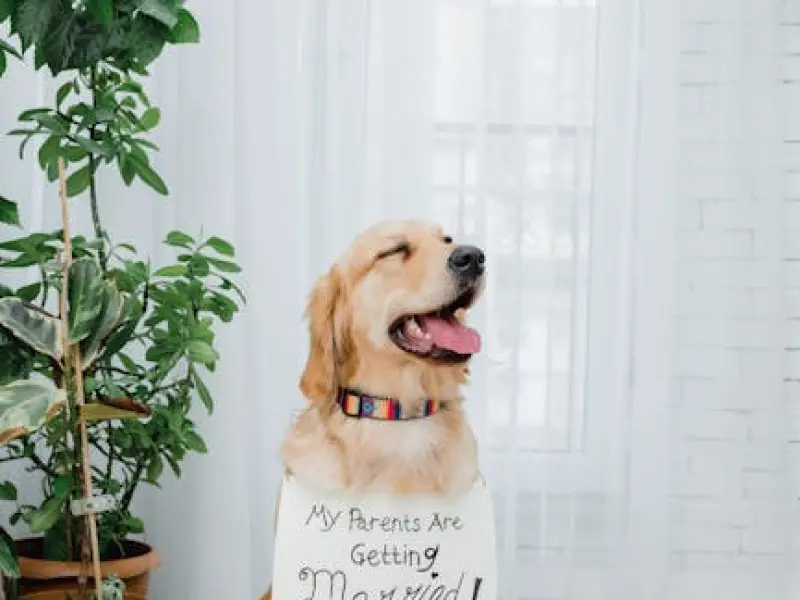 我对象妈妈喜欢我的狗想要怎么办？