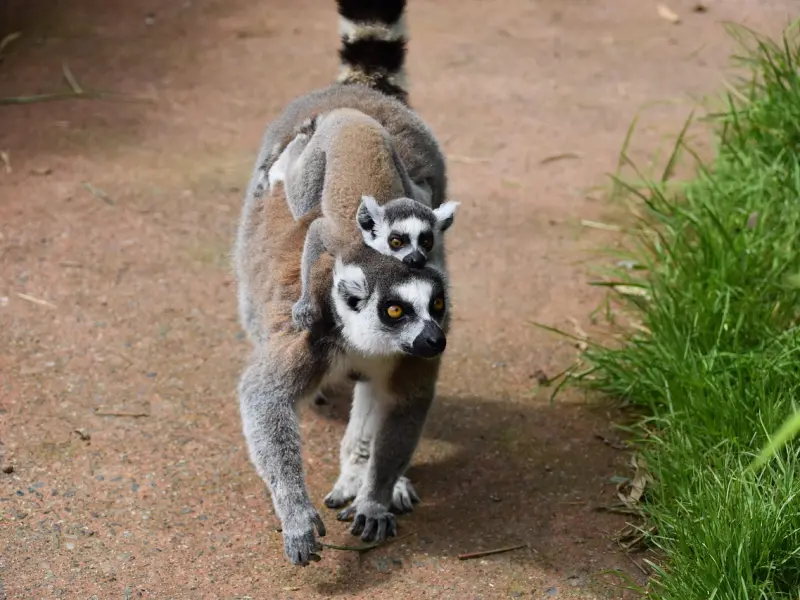 发现老婆和别人暧昧怎么办，情感咨询师教你挽回她的心！