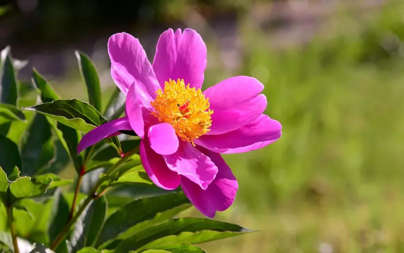 遇到花心男友怎么办？情感咨询师教你轻松驾驭花心男友