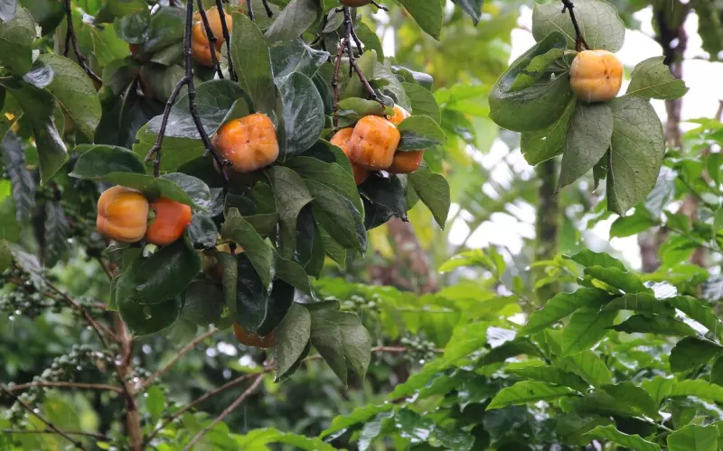 在泰国遇到“鬼”该怎么办？