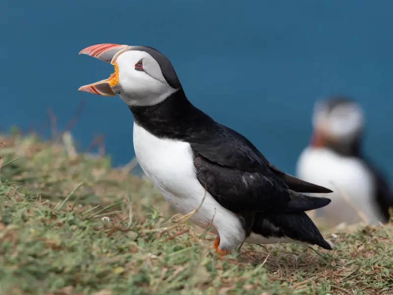 当他突然打电话来，你该怎麽应付
