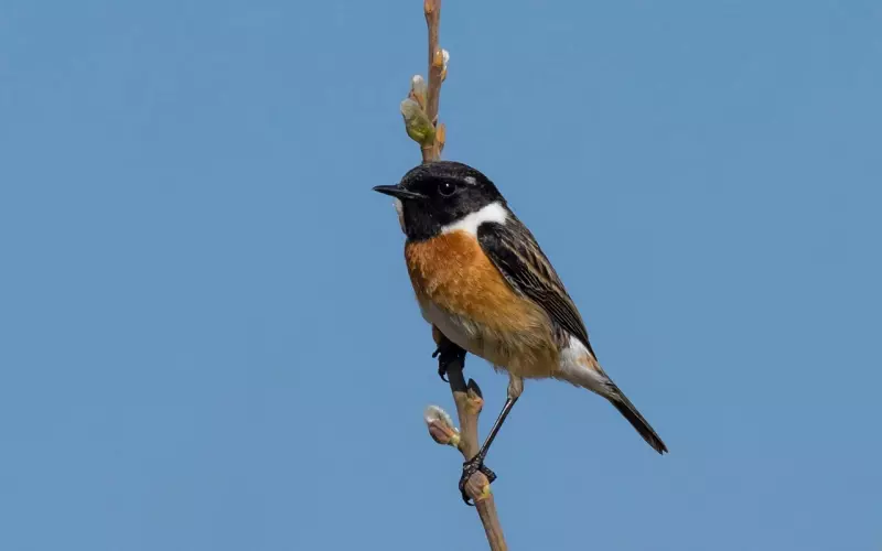 想挽回前男友应该和他聊什么？