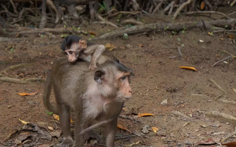 遇到“妈宝男”怎么办，挽回的你需要这么做