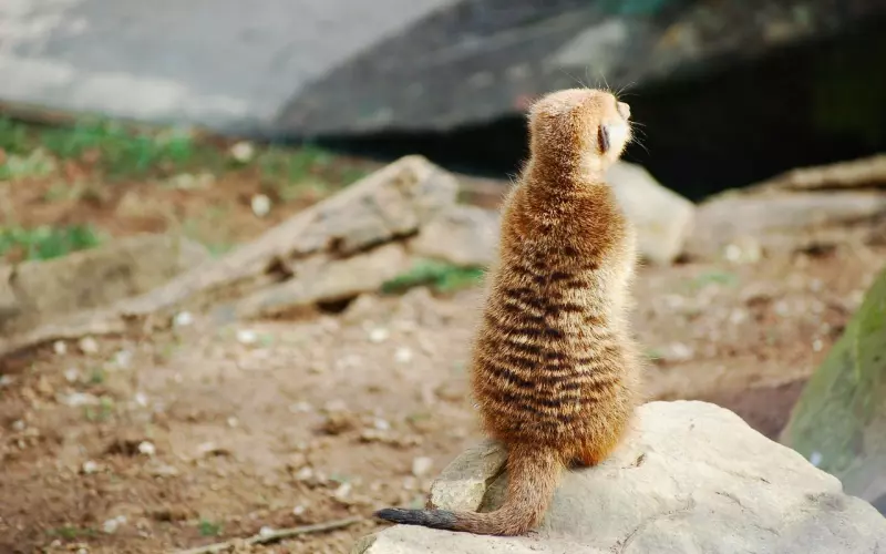 分手后前男友冷淡怎么办