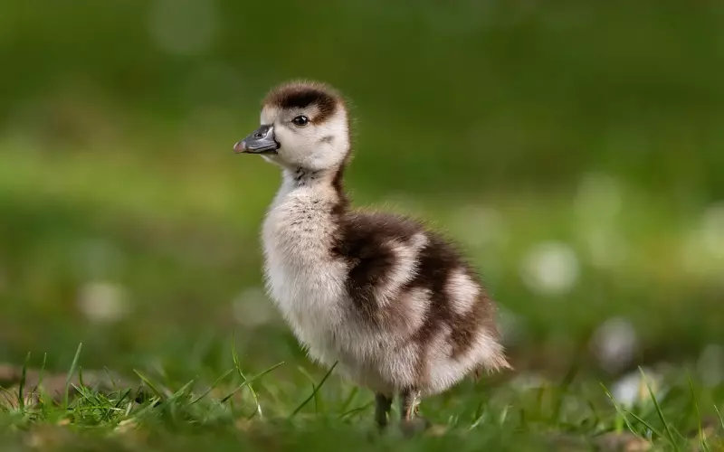 老公出轨怎么办：老公出轨， 该如何对付小三？