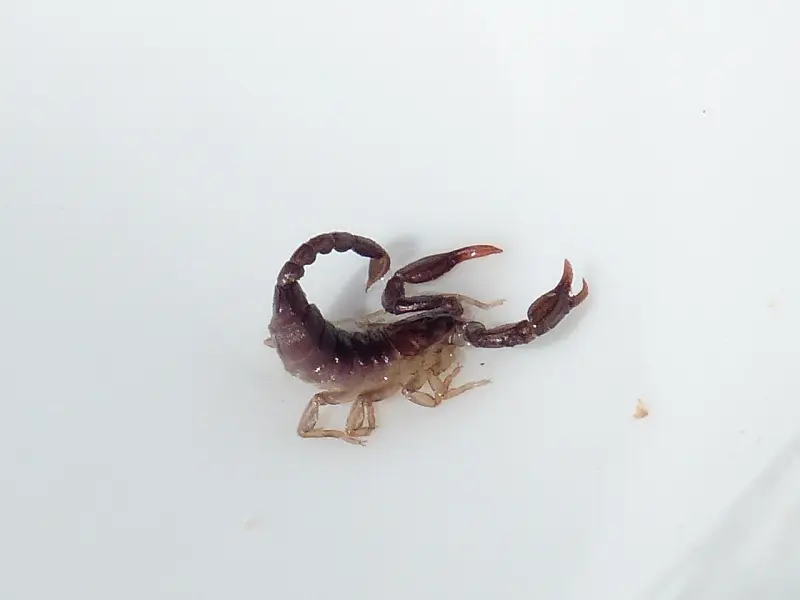 怎么做才能挽回天蝎座：天蝎男乱挽回你就输了，三招蝎子主动回头