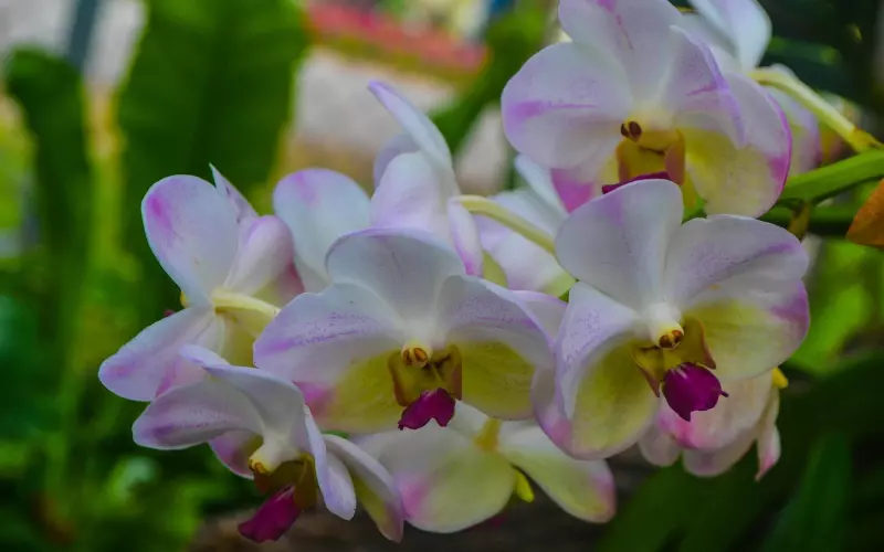 你所不知道的Sian Pae Rong Si（เซียนแปะโรงสี）吴锦溪仙