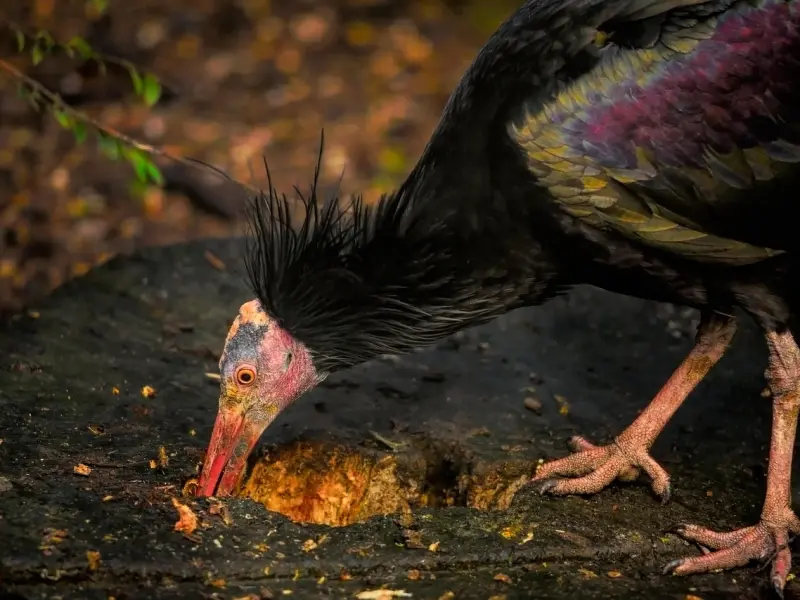 挽回必知：他为什么对你冷bl？