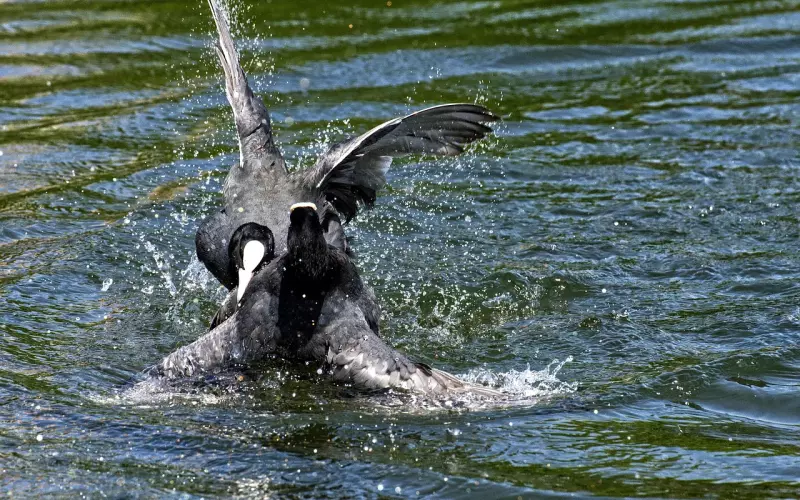 夫妻吵架怎么解决最好，吵架了冷战怎么处理