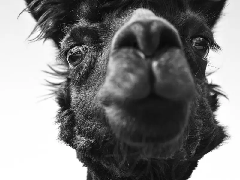 真正喜欢与爱你的人有何区别，喜欢你的要现在，说的太有对了