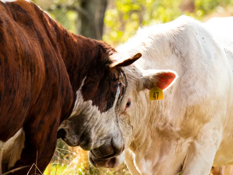 女人对你动情了，会有这4个特征