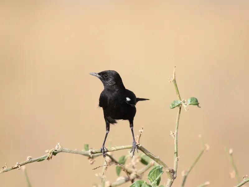 和女生聊天总是一问一答？你就缺能让她心动的聊天套路