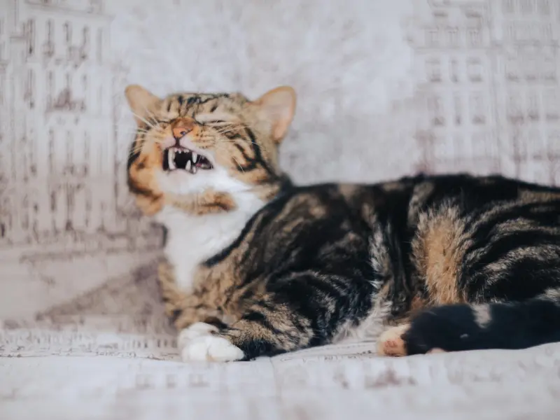 和你聊天时，女人允许你“撩”她，会故意说这些话