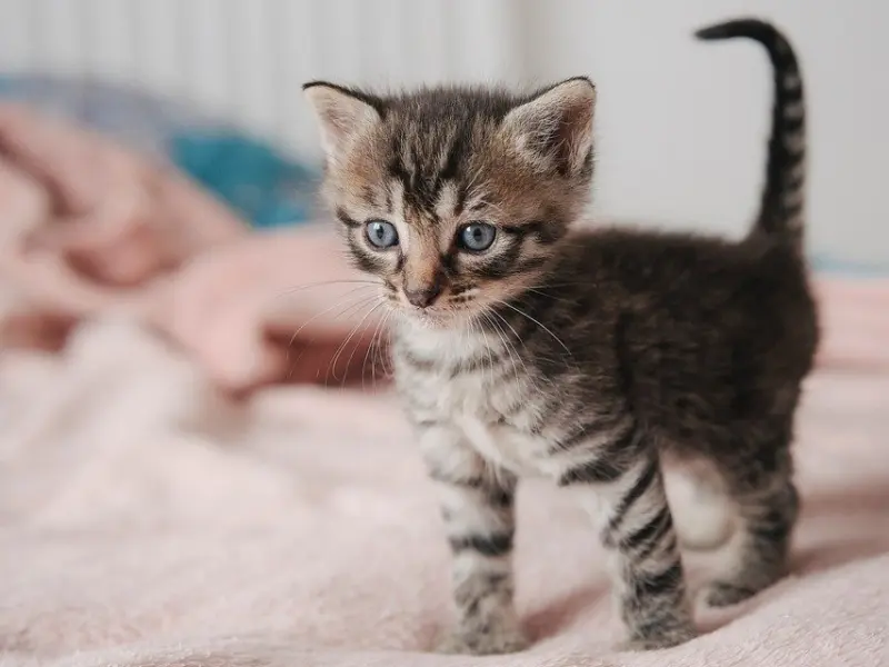 接吻时，男生有这3个“小动作”,证明他不是单纯的想亲你