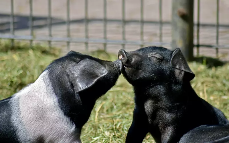 接吻时，若女生有这3个小动作，等着凉凉