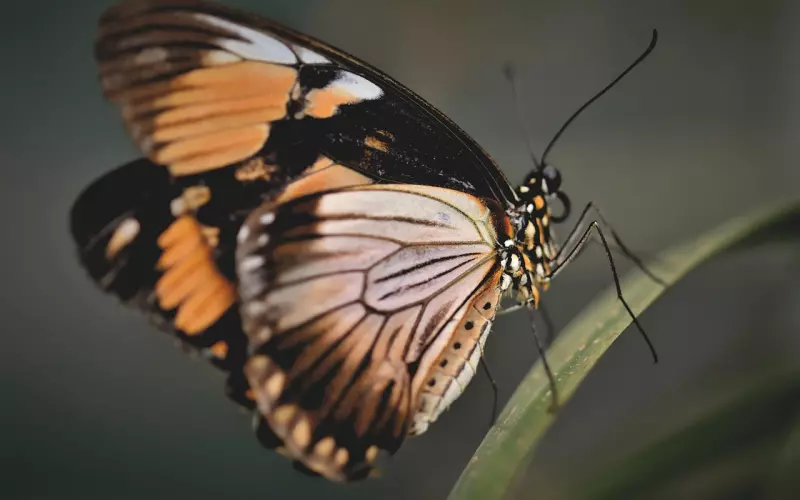 男女相处，想让感情天长地久，就要避免“蝴蝶效应”