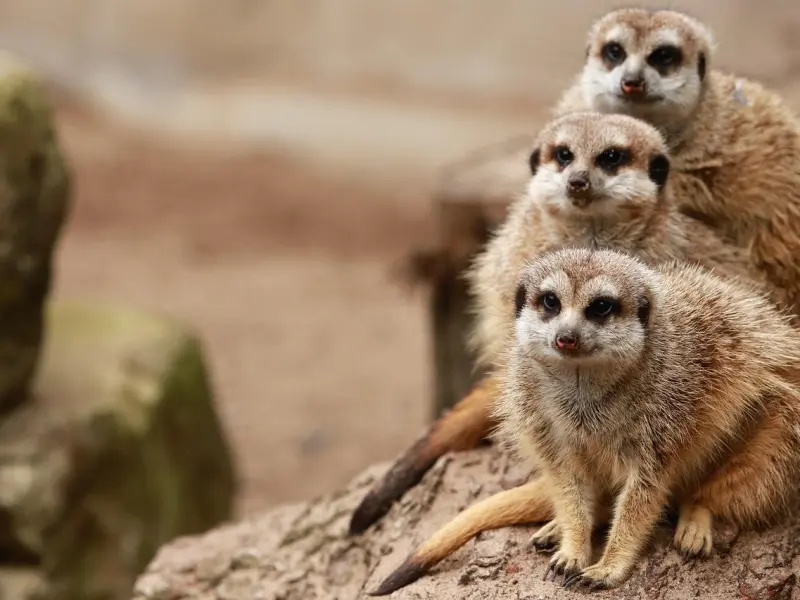 异性之间好上了，双方又有家庭，聪明的人会这样做