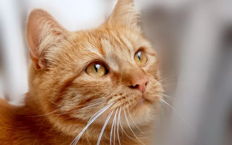 夜晚熄灯时，夫妻间最恩爱的三个小动作，红着脸都要做完