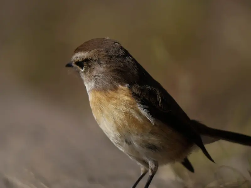 挽回时，这样聊他才不会抗拒！