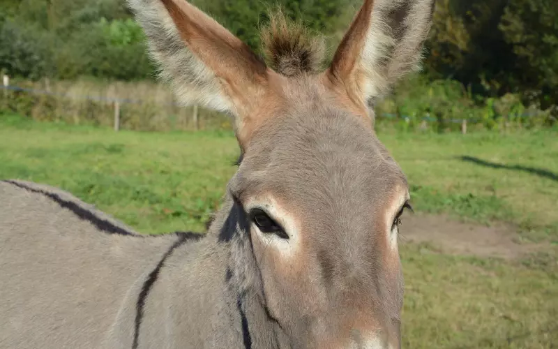 郁闷的时候看看这头驴，  改变你的心态！