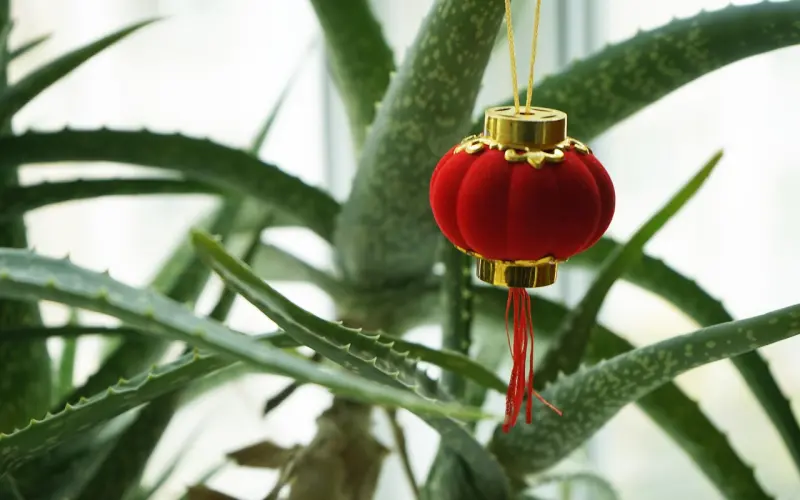 过年回家，面对亲戚各种盘问，该怎么回答？