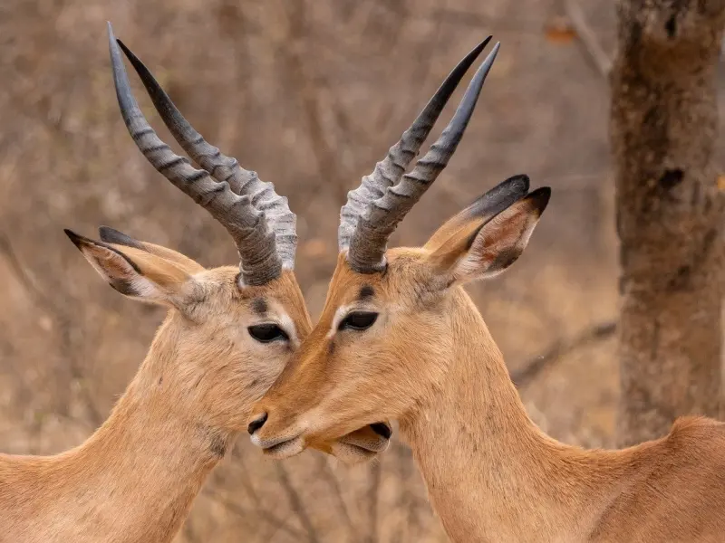 两个人是不是“真爱”，接个吻就知道了！