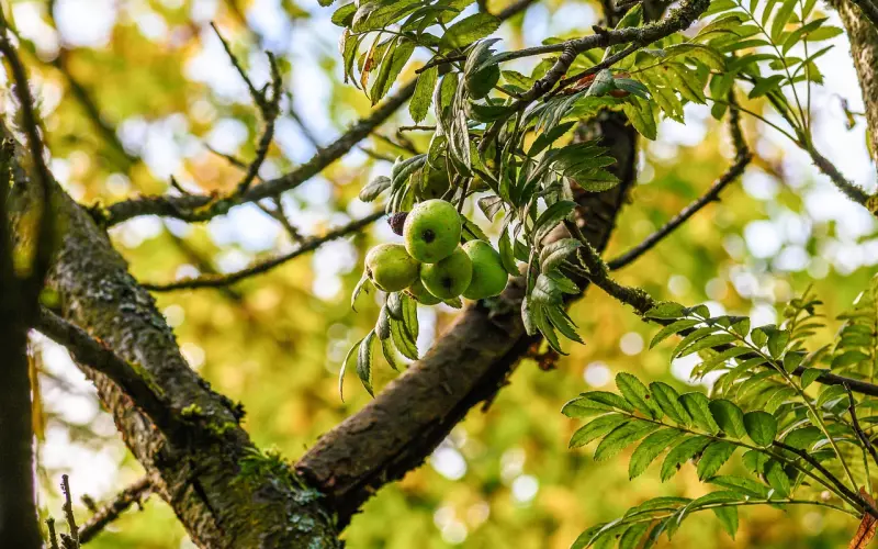 属于天秤座的命中注定是哪个星座？谁和天秤的缘分不可阻挡