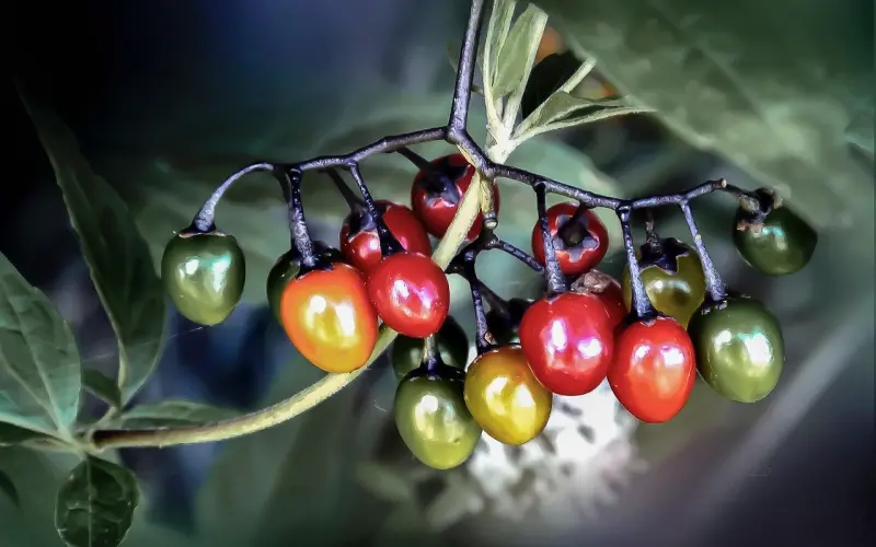 谁，没有酸甜苦辣