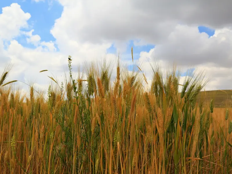处女座为什么值得爱？