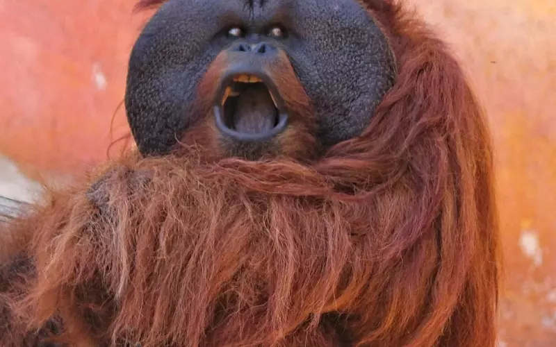 你为什么总是不高兴？（深度好文）