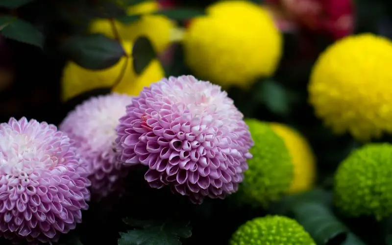 为什么Angelababy 可以搞定黄晓明？