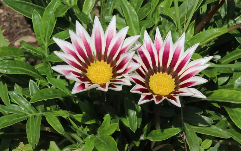 为什么不能和前任复合？和前任复合有哪些不好？