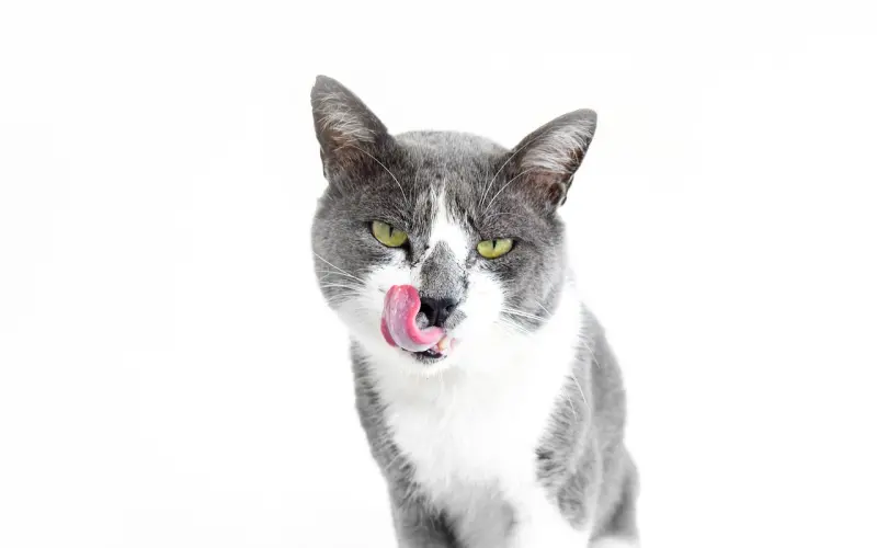 为什么你跪舔一般追不到女生？该怎么避免成为跪舔？