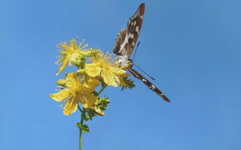 古代的大官为何敢在皇帝面前秀恩爱？