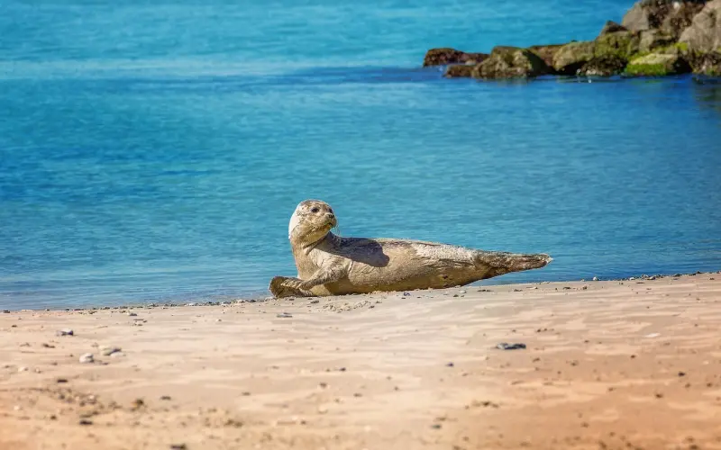 何猷君为何只晒结婚照，不晒结婚证，网友：不愧是硕士